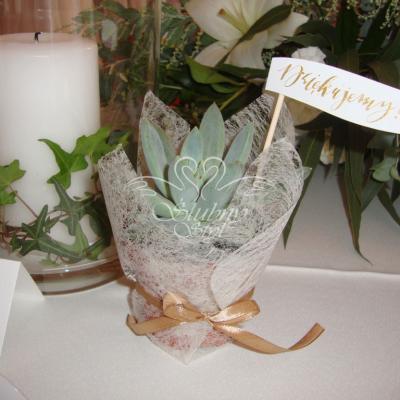 Sukulenty - oryginalne prezenty dla gości weselnych