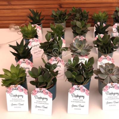Sukulenty jako podziękowania dla gości weselnych